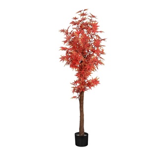 Baila Maple Tree in Pot 180cm Red
