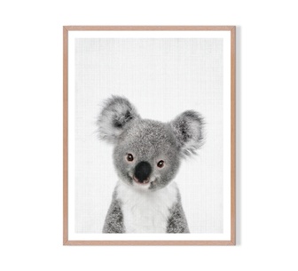 Koo Framed Print 41x51cm Wall Art