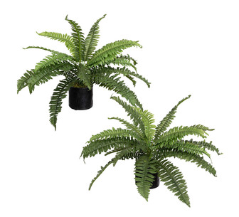 Boston Fern Plant In Pot Set Of 2Pcs Green