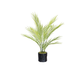 Butterfly Plam Tree 61Cm Green