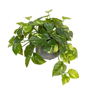 Pothos Plant In Pot 30Cm Green