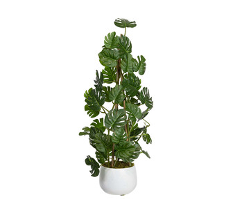 Climbing Monsteria Plant In Pot 62Cm Green